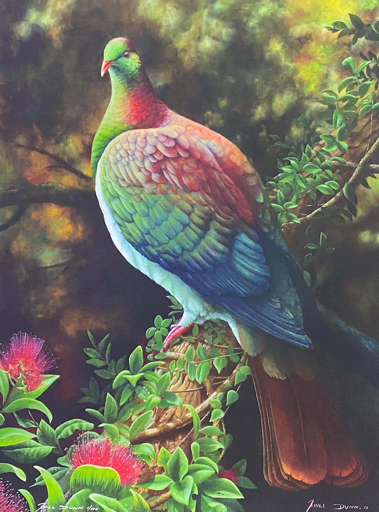 Phill Dunn 'Kererū' | Framed Print