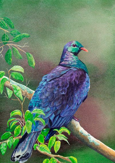 Jacqueline Hocquard 'NZ Kererū ' | A3 Paper Print