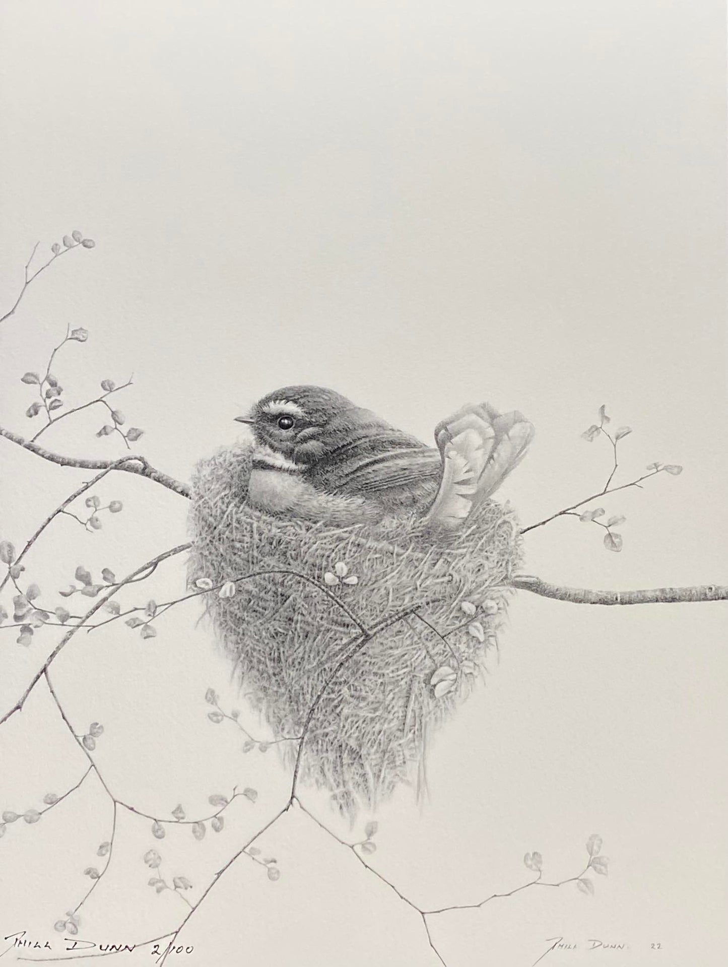 Phill Dunn 'Fantail On Nest' | Small Paper Print