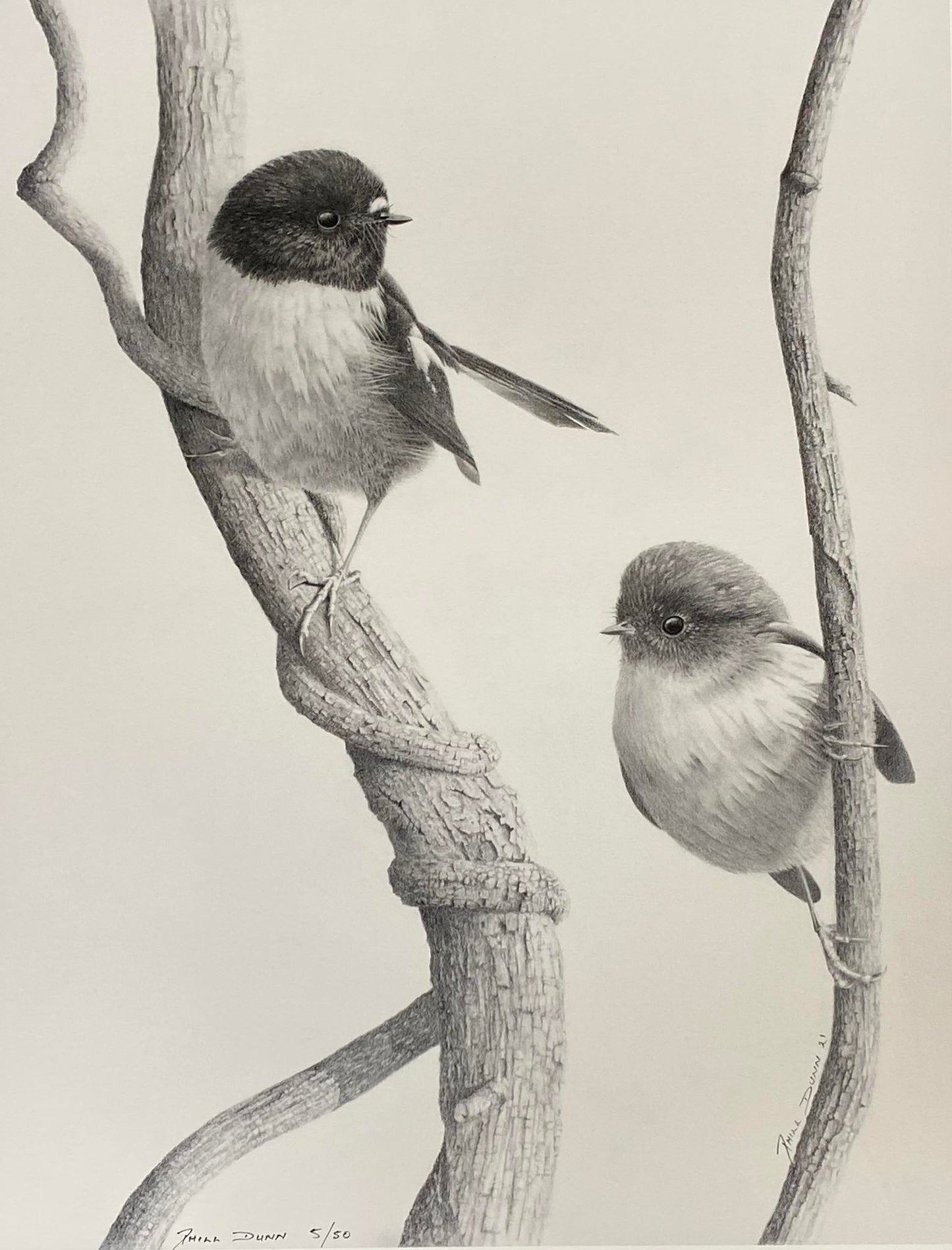 Phill Dunn 'Tom Tits' | Large Paper Print