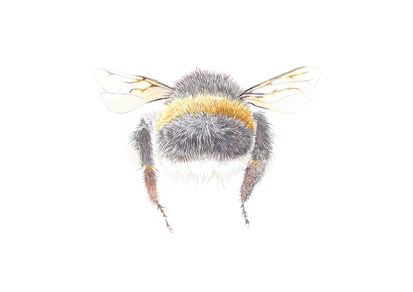 Jacqueline Hocquard ‘Cute As Can Bee’ | A5 Paper Print