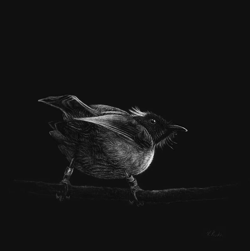 Karen Rankin Neal ’Hihi Study’ | Paper Print