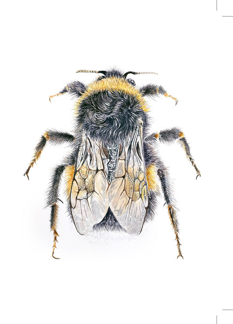Jacqueline Hocquard 'Let It Bee' | A4 Paper Print