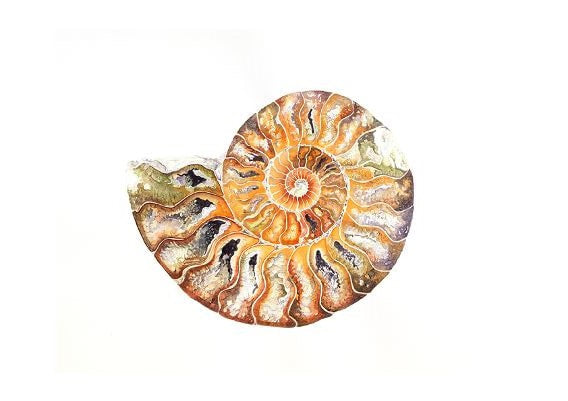 Jacqueline Hocquard ‘Ammonite Fossil’ | A5 Paper Print