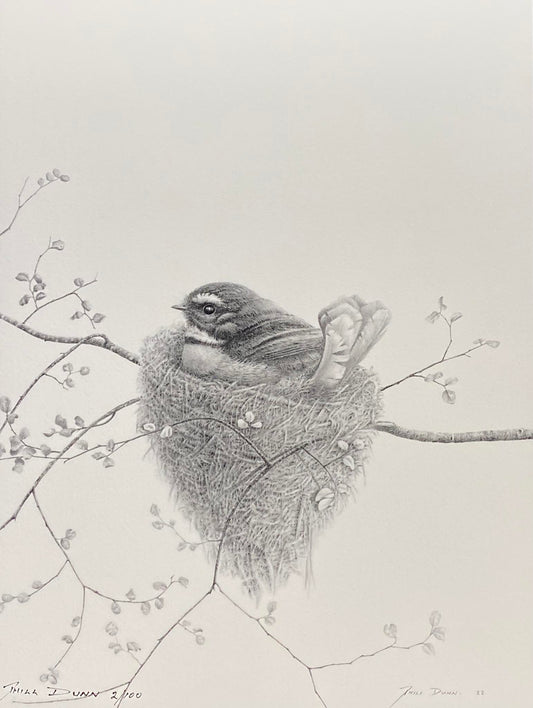 Phill Dunn 'Fantail On Nest' | Small Paper Print
