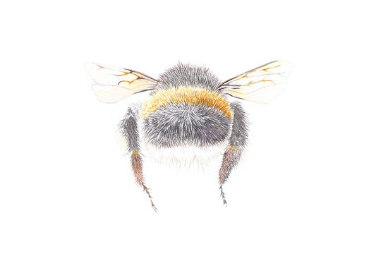 Jacqueline Hocquard ‘Cute As Can Bee’ | A5 Paper Print