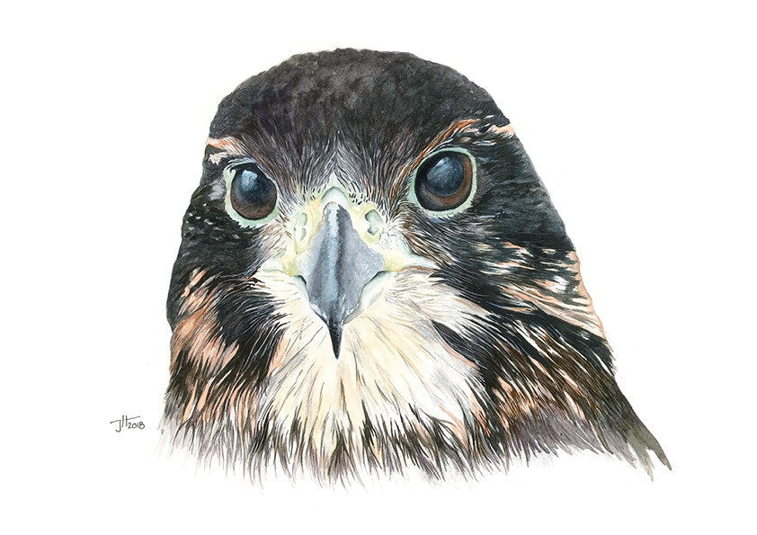 Jaqueline Hocquard ‘Karearea’ | A5 Paper Print