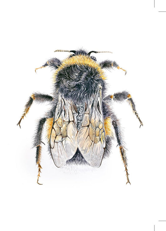 Jacqueline Hocquard 'Let It Bee' | A4 Paper Print