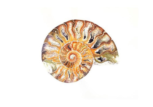 Jacqueline Hocquard 'Ammonite Fossil' | A4 Paper Print